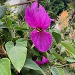 Dalechampia aristolochiifolia Blüte