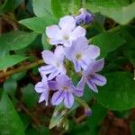 Claytonia sibirica Flor