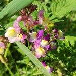 Linaria maroccanaFlower