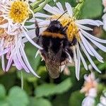 Symphyotrichum lanceolatumപുഷ്പം