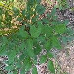 Ligusticum canadense Leaf