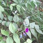 Lathyrus vernus Hábito