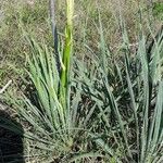 Yucca necopina Хабит