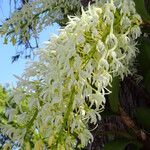 Dendrobium speciosum ᱵᱟᱦᱟ