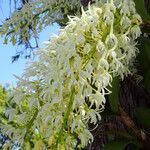 Dendrobium speciosum Kukka