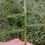 Setaria parviflora 葉