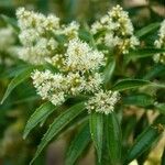 Miconia sellowiana Flower