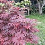 Acer palmatumBlatt