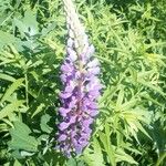 Lupinus polyphyllus Flower