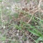 Lepidium graminifolium 果實