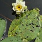 Nymphaea tetragona Blomma