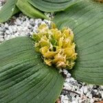 Massonia depressa Fruto