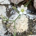 Minuartia rostrata Прочее