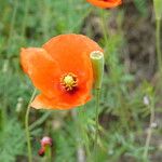 Papaver dubiumFlower