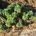 Euphorbia portlandica Natur