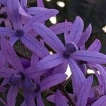 Petrea volubilisBlodyn