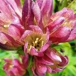 Gentiana pannonica Flower