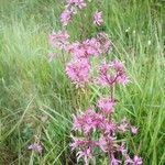 Lychnis flos-cuculiFloare