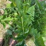 Lactuca plumieri Feuille