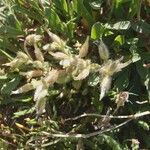 Cerastium siculum Fula