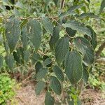 Celtis australisHoja