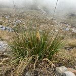 Cortaderia pungens Elinympäristö