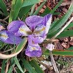 Iris unguicularisЦветок