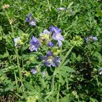 Polemonium foliosissimum Habitat