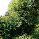 Thuja koraiensis आदत