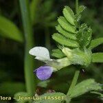 Vicia laeta 花