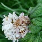 Viburnum macrocephalum Blüte