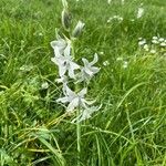 Ornithogalum nutansFlower