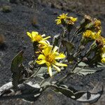 Senecio burtonii Blodyn