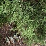 Juniperus phoenicea Tervik taim