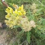 Astragalus alopecuroides 花