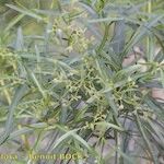 Ceballosia fruticosa Mosusu