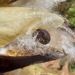 Cochlospermum regium Fruit