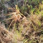 Themeda triandra Цвят