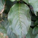 Syringa josikaea Leaf