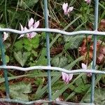 Cyclamen hederifolium Flower