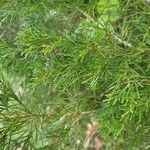 Juniperus virginiana पत्ता