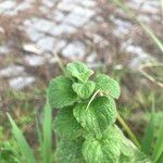 Clinopodium nepeta Blad