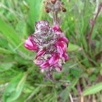 Pedicularis mixta Flower