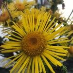 Inula magnifica Blodyn