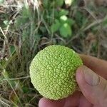 Maclura pomifera ഫലം