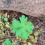 Geranium aculeolatum Leaf