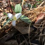 Trillium nivale ᱛᱟᱦᱮᱸ