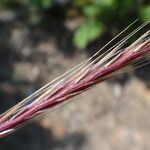 Festuca ambigua Flower