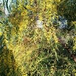 Acacia retinodes Хабит