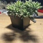 Crassula mesembryanthoidesΣυνήθη χαρακτηριστικά